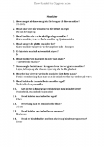 Muskler essay 05 image