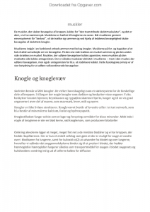 Muskler essay 04 picture